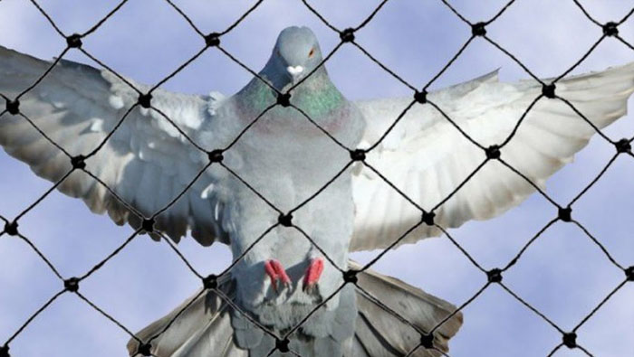 Anti Bird Nets In Kachiguda