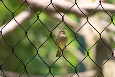 Anti Bird Nets